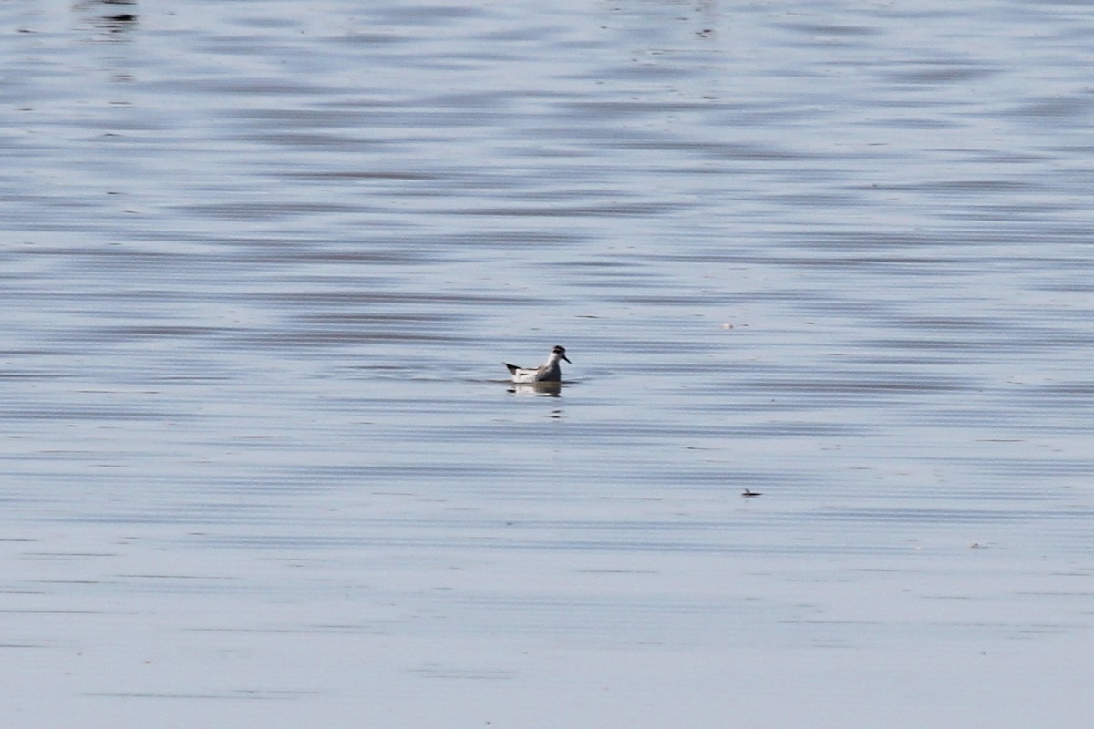 アカエリヒレアシシギ - ML574243271