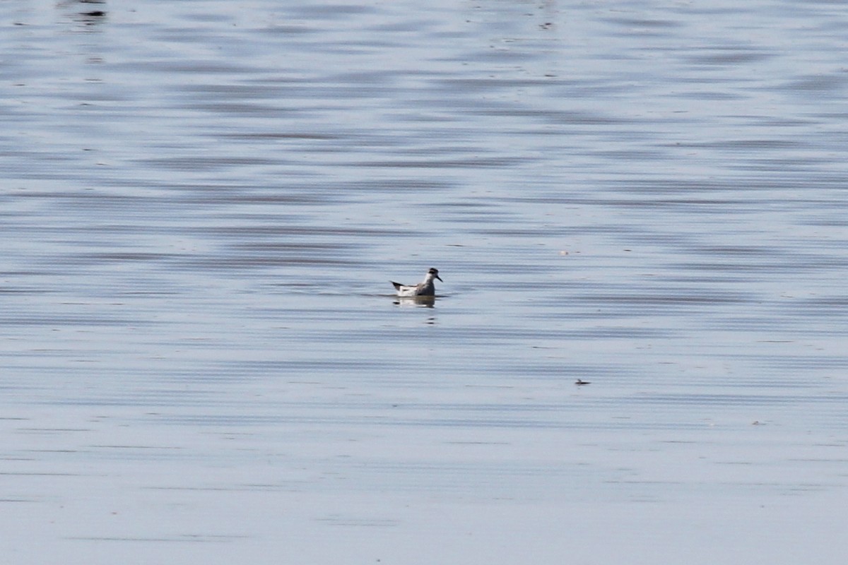 Red-necked Phalarope - ML574243271