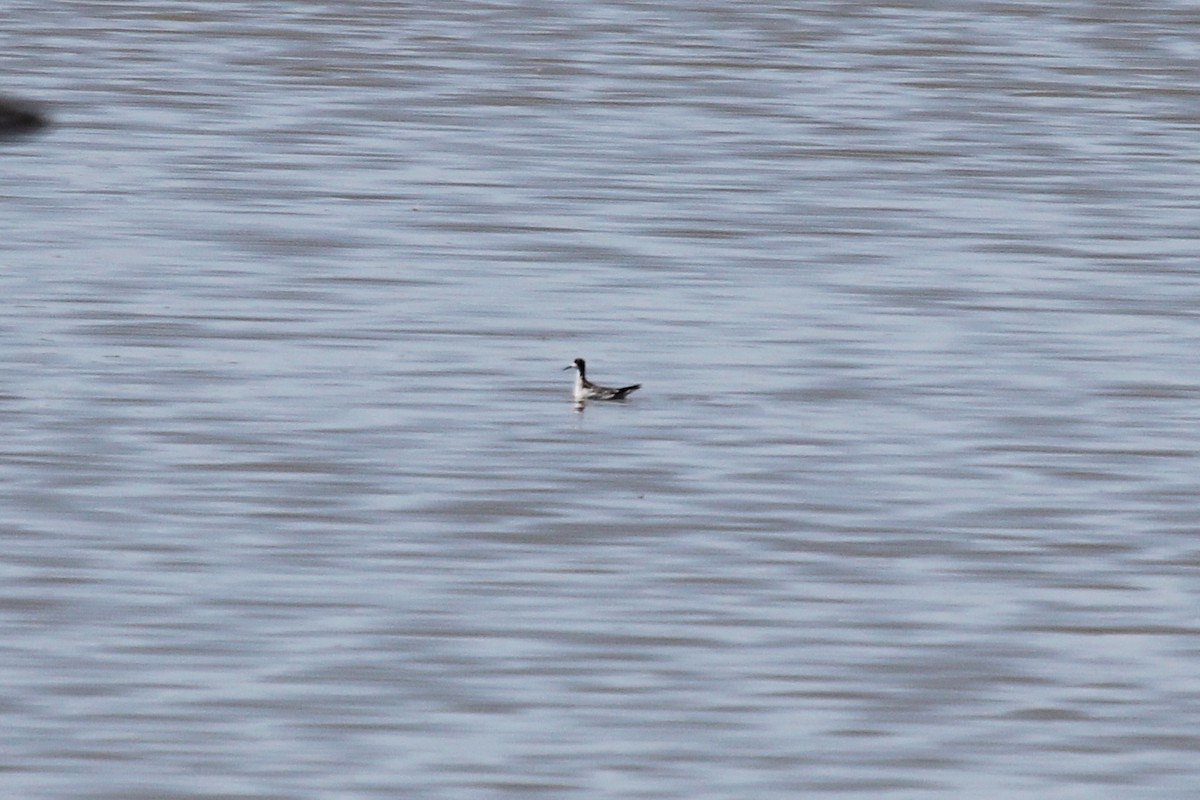 Red-necked Phalarope - ML574243531