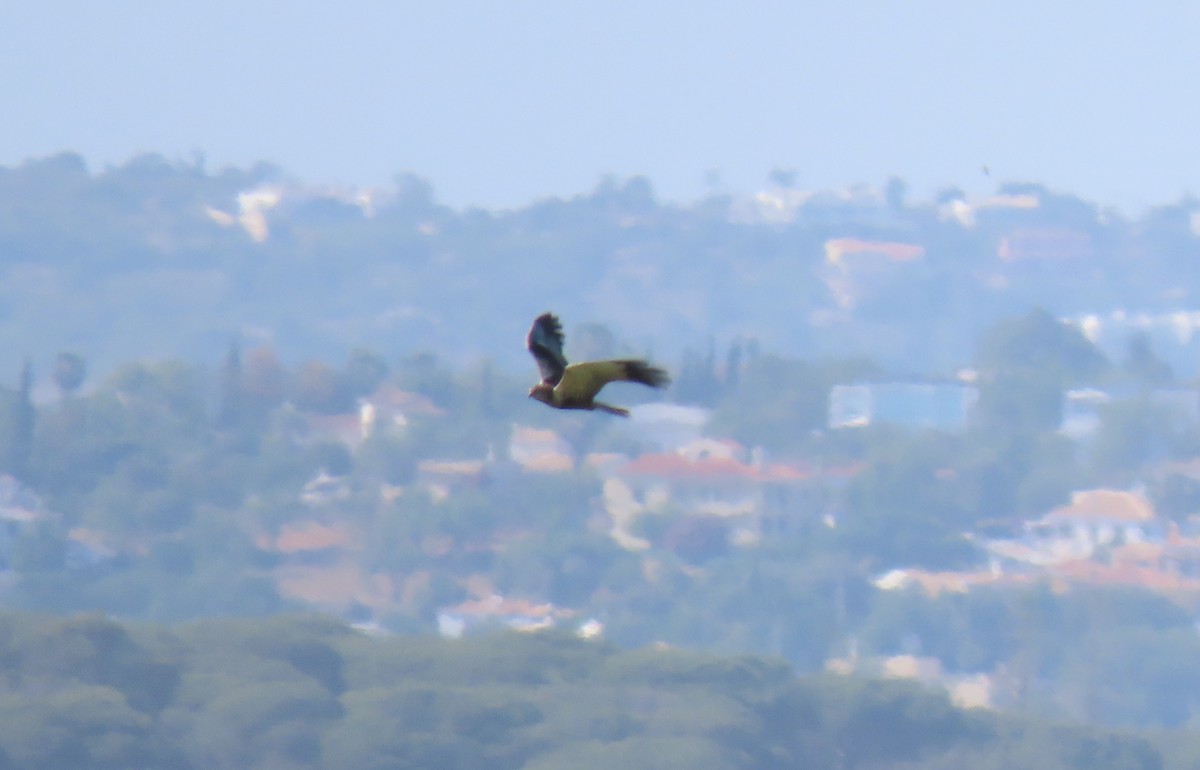 Western Marsh Harrier - ML574244441