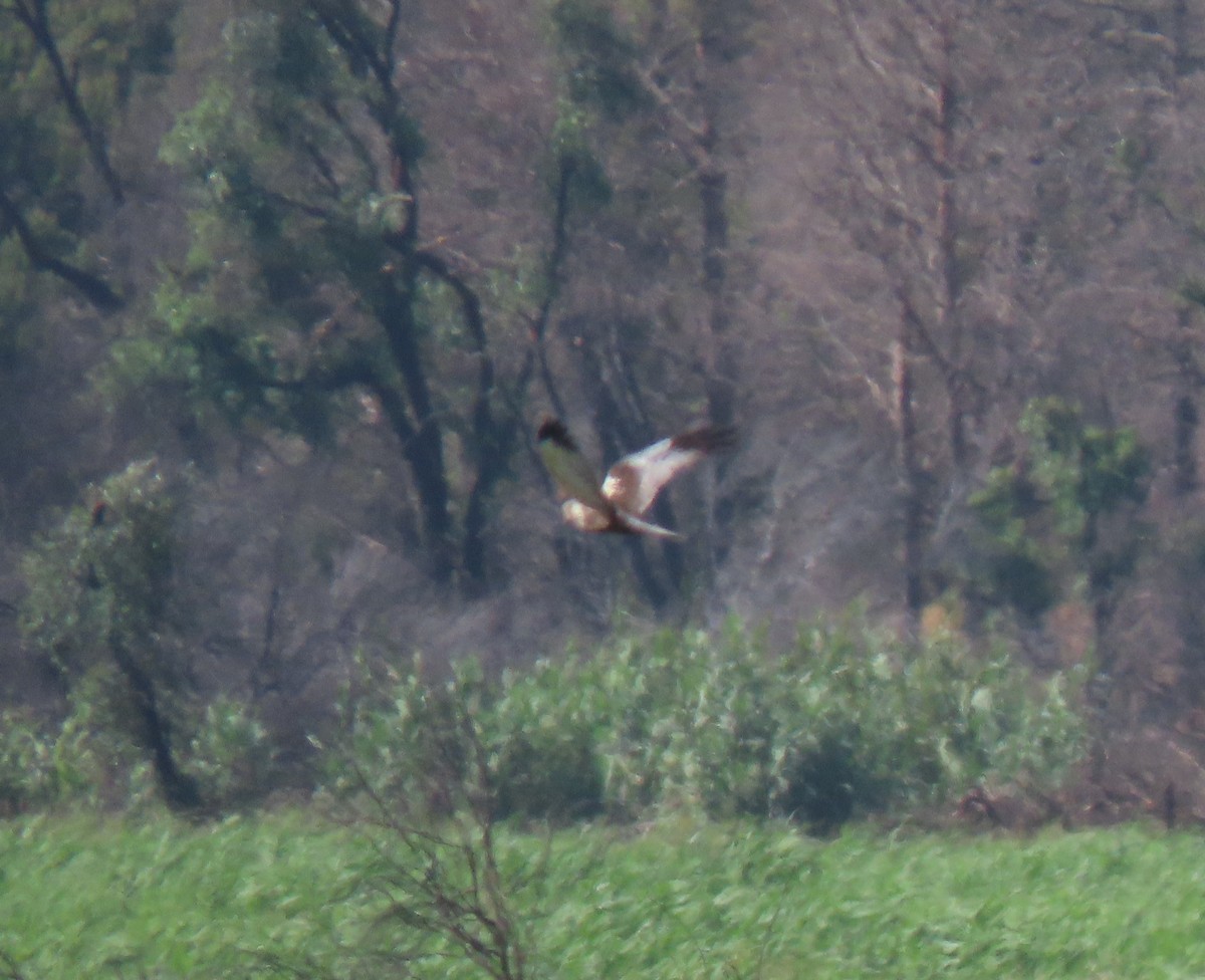 Western Marsh Harrier - ML574244451