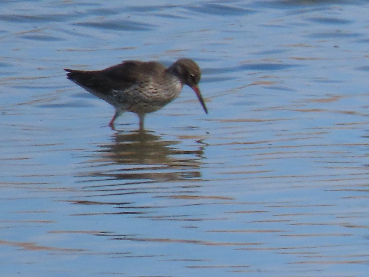 Common Redshank - ML574245141