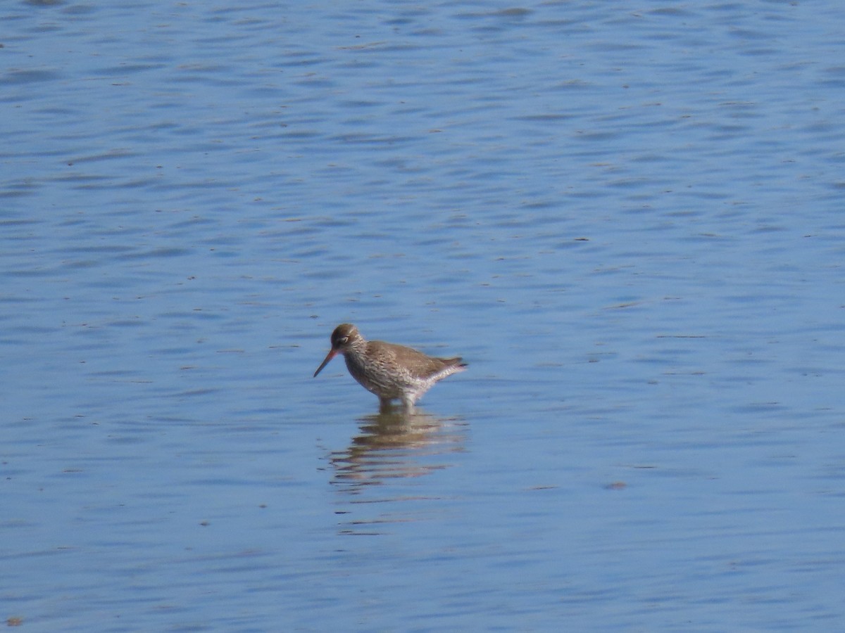 Common Redshank - ML574245151