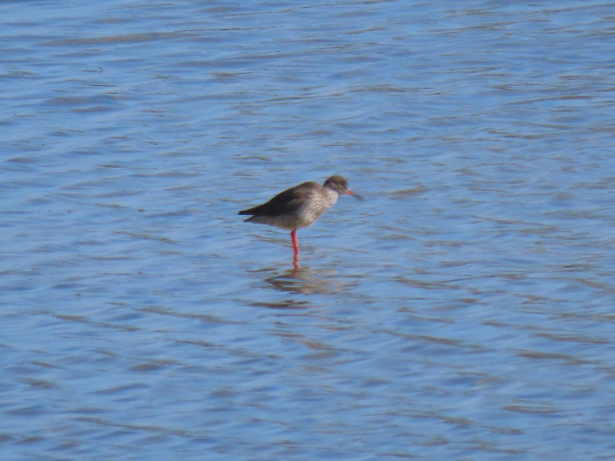 Common Redshank - Kenneth Bader