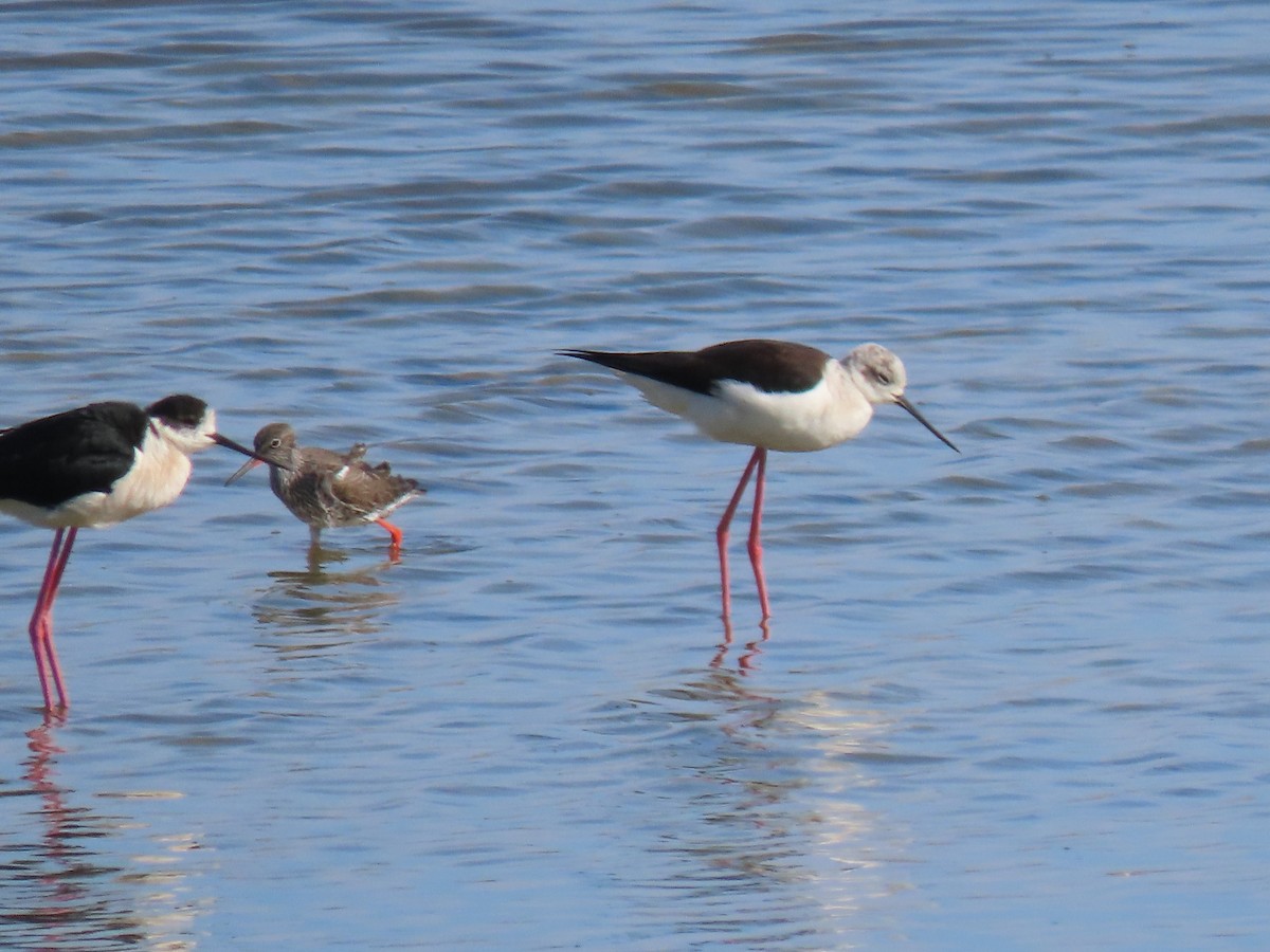 Common Redshank - Kenneth Bader