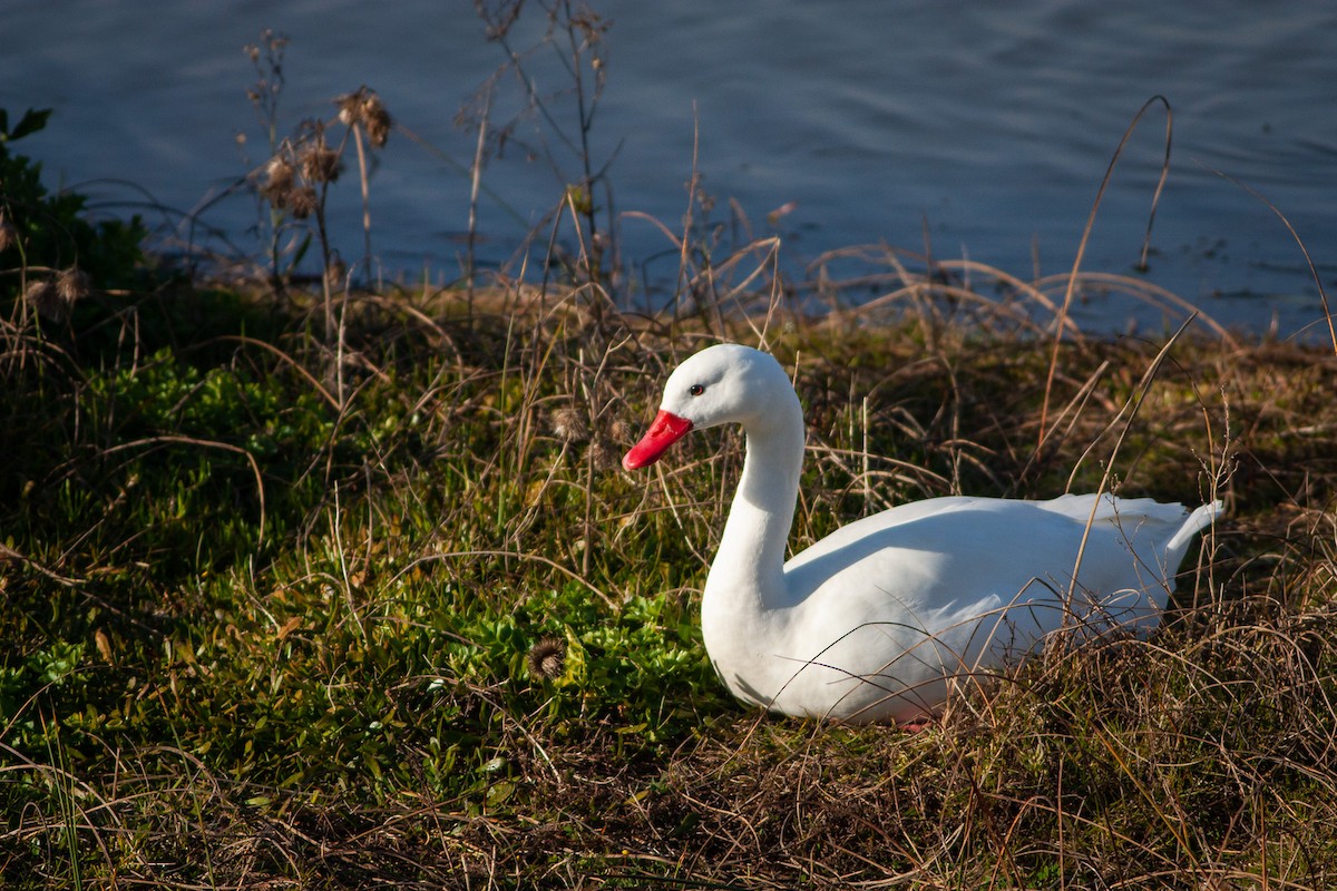 Coscoroba Swan - ML574245311