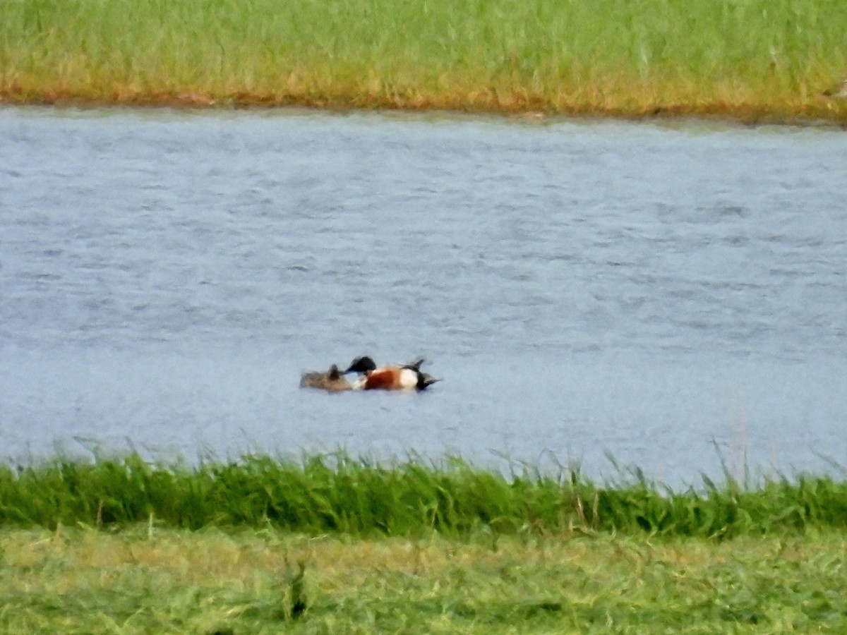 Northern Shoveler - ML574246351