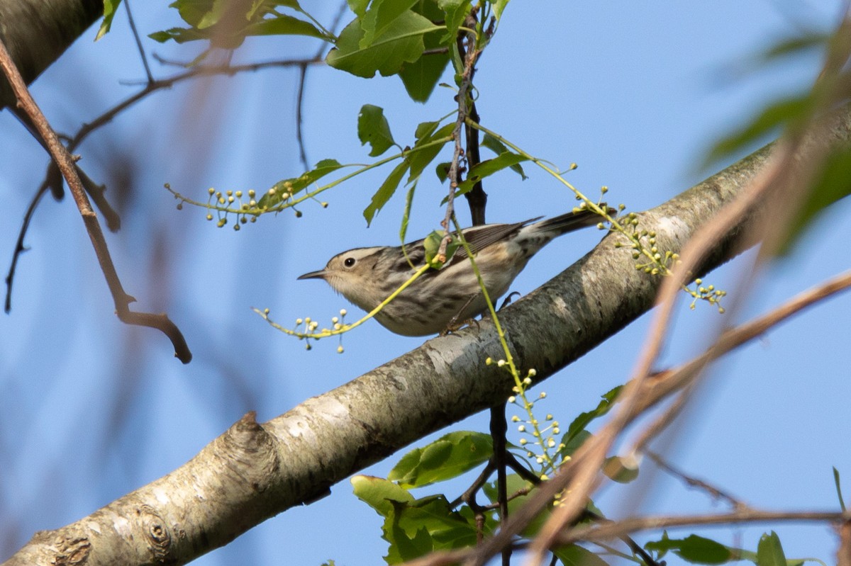 Black-and-white Warbler - ML574246681