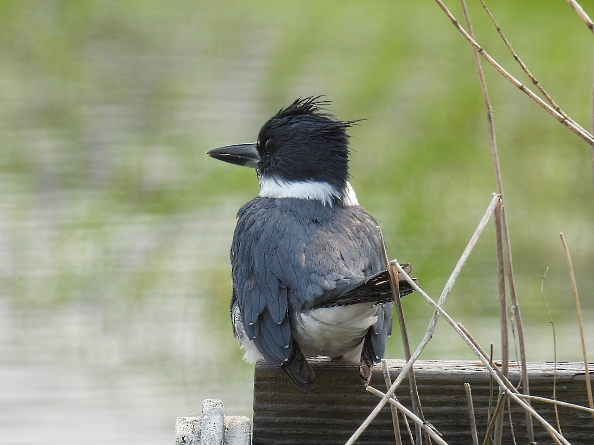 Belted Kingfisher - ML574247741
