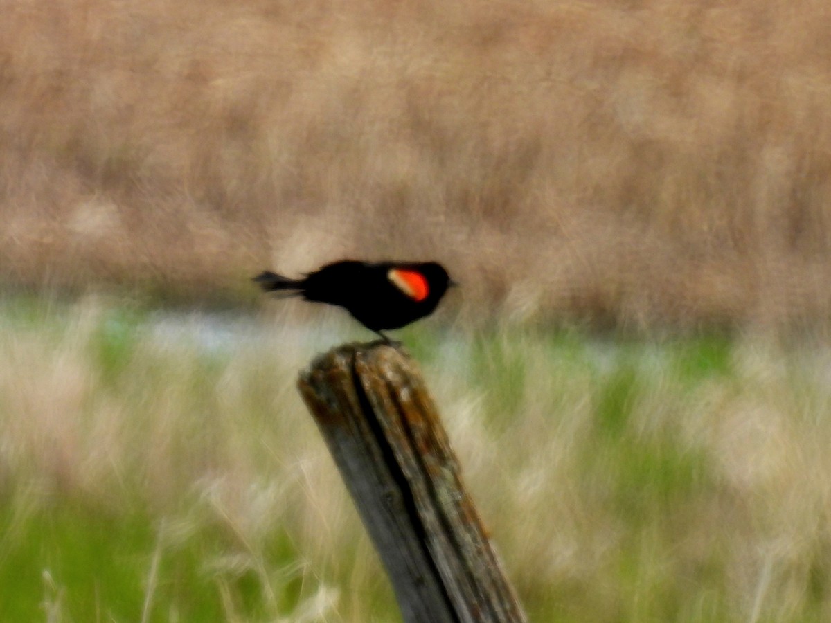 Red-winged Blackbird - ML574247951