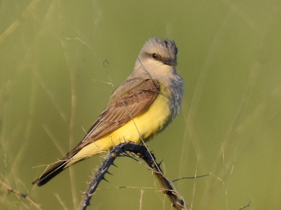 Western Kingbird - ML574248461