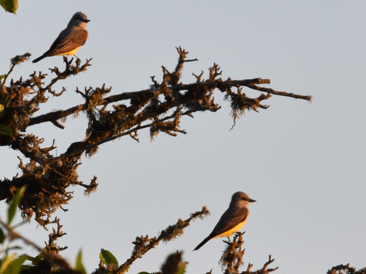 Western Kingbird - ML574248631