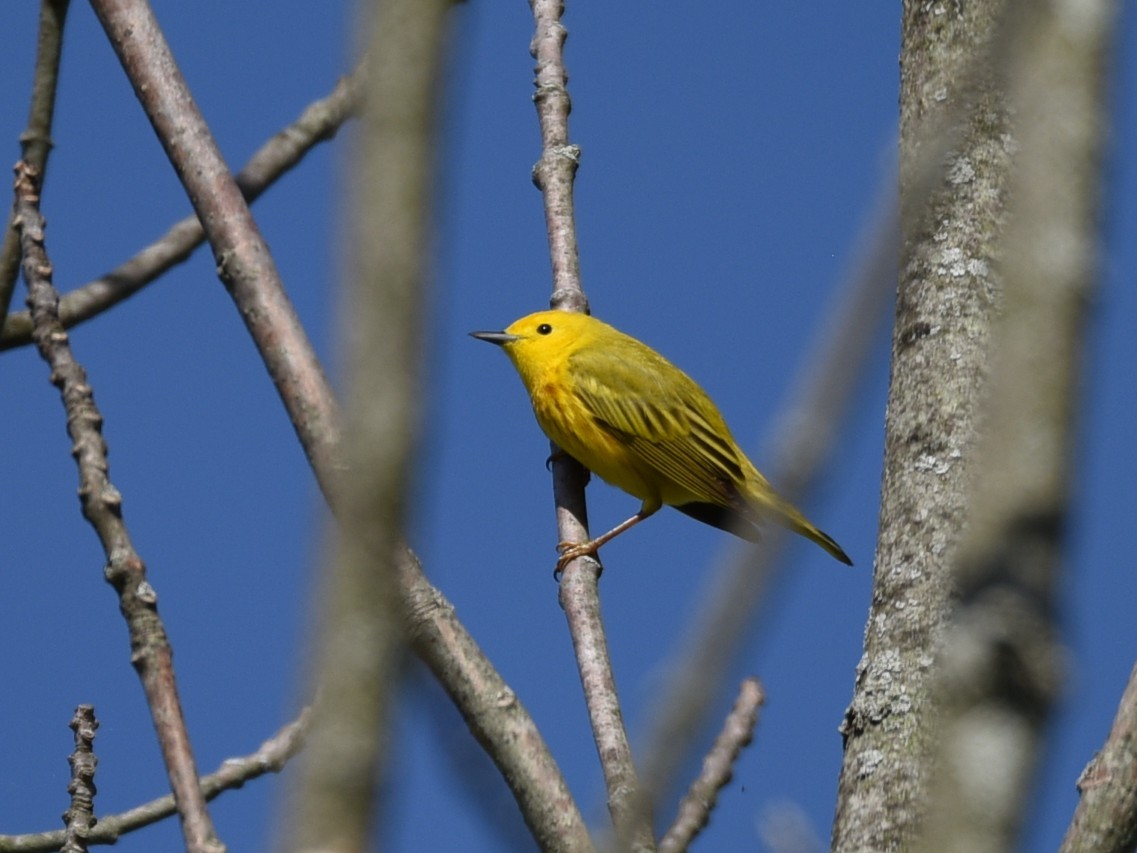 Yellow Warbler - ML574249971