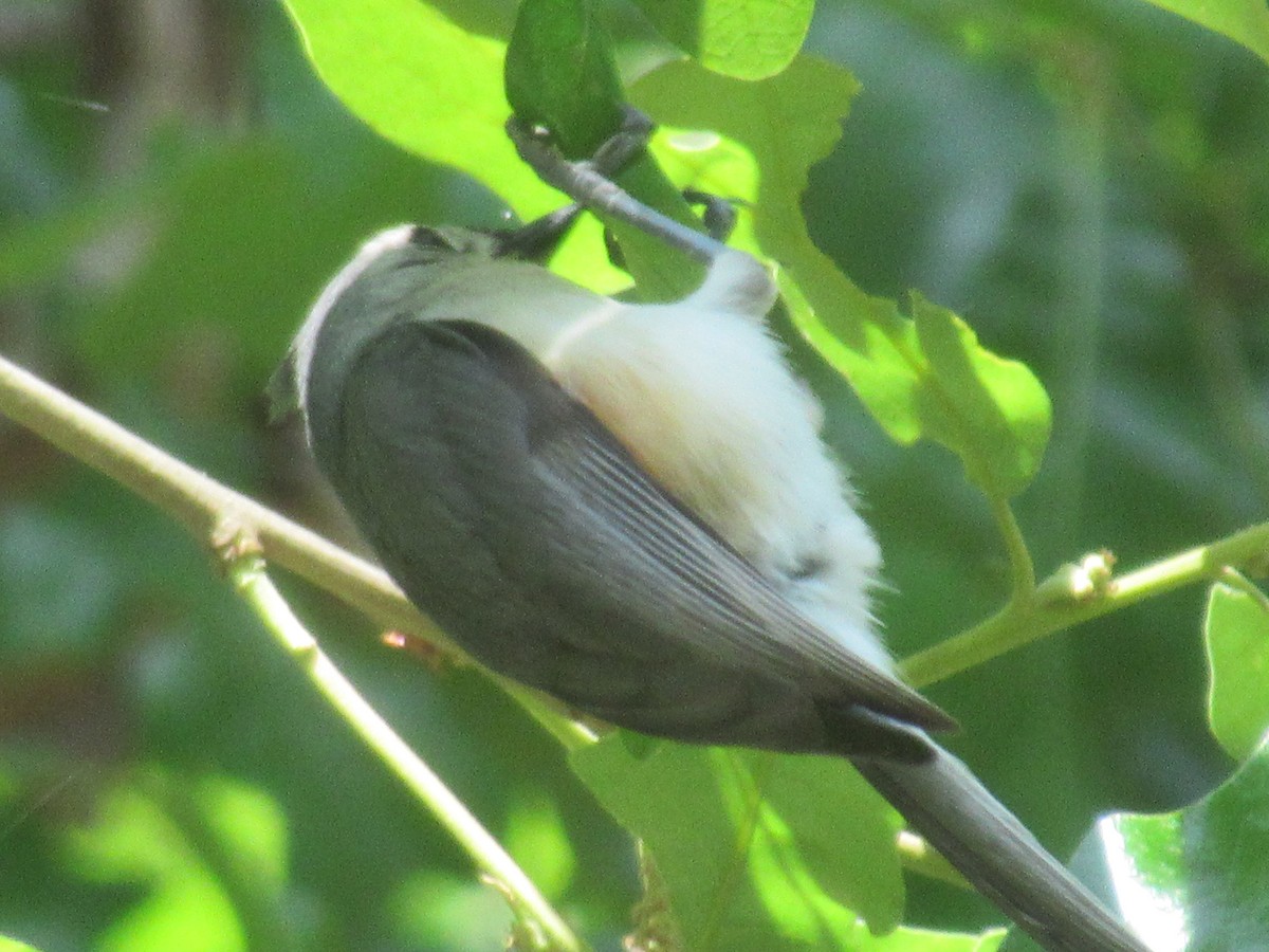 Tufted Titmouse - ML574250001