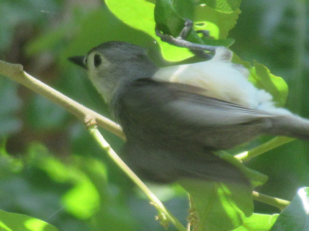 Tufted Titmouse - ML574250011