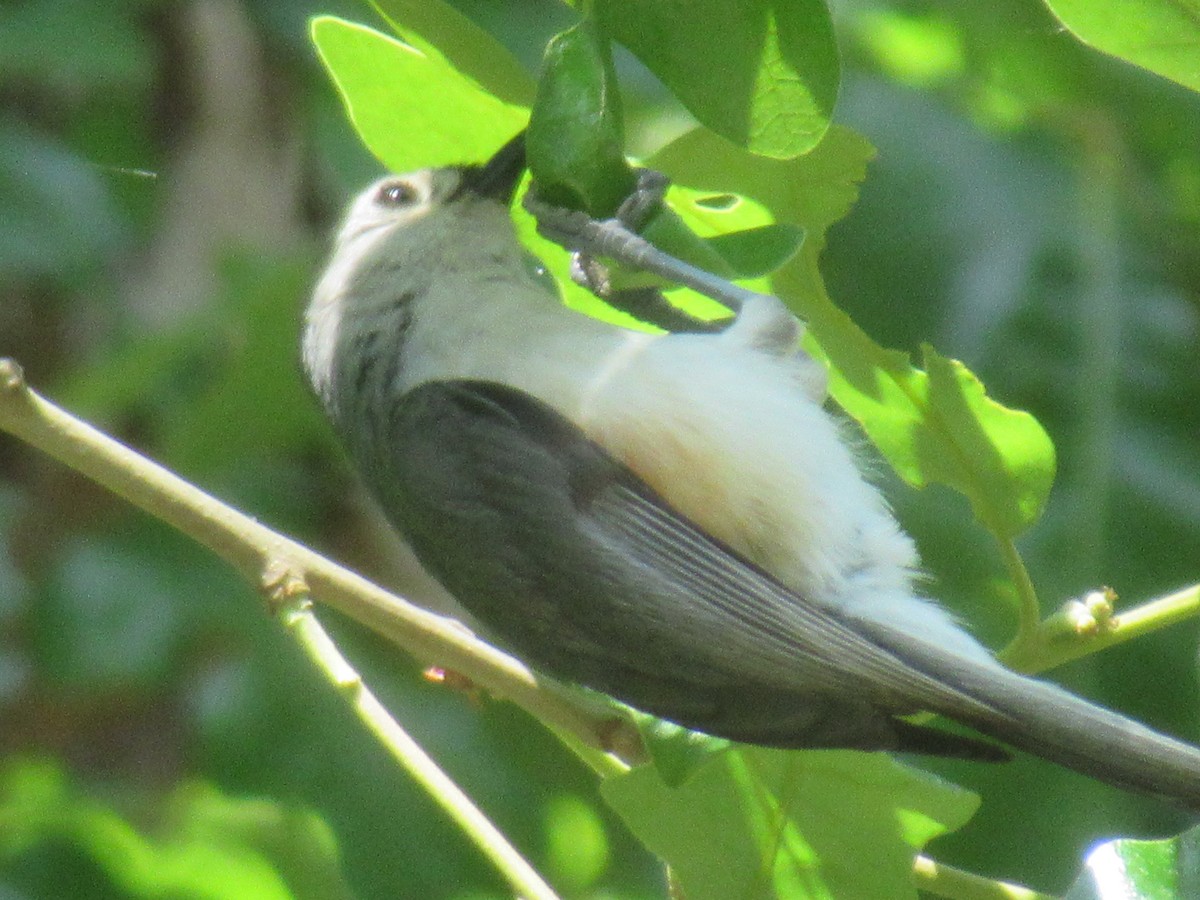 Tufted Titmouse - ML574250021