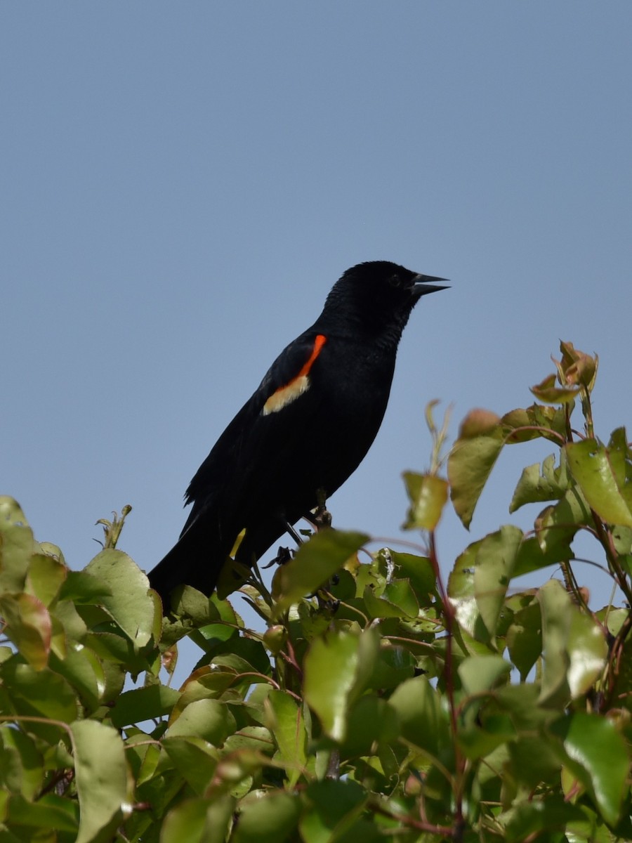 Red-winged Blackbird - ML574250271