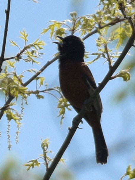 Orchard Oriole - ML574250301