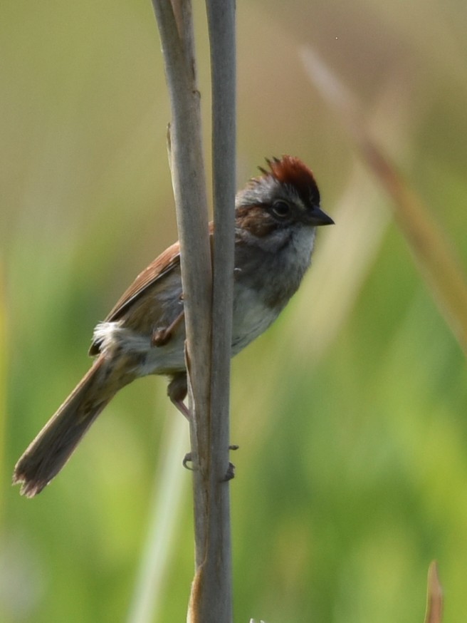 Swamp Sparrow - ML574250491