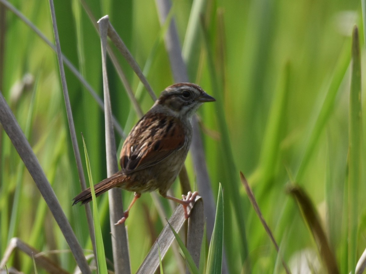 Swamp Sparrow - ML574250501