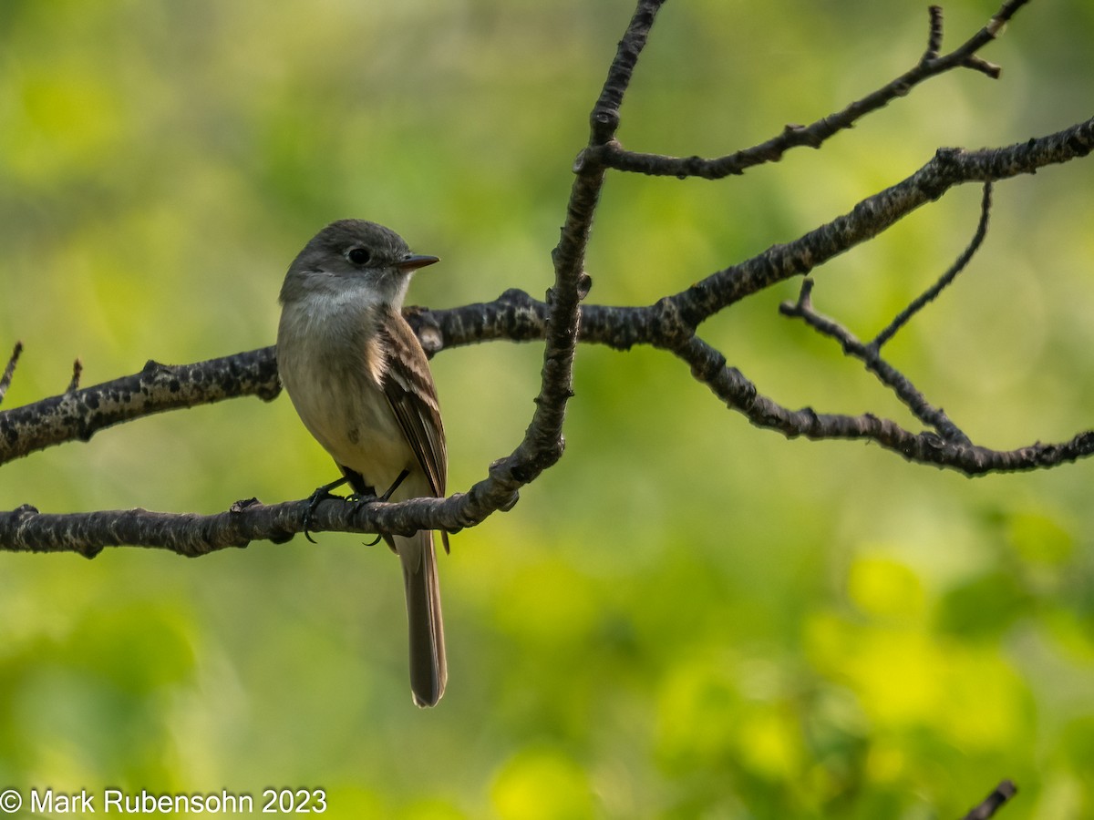 Dusky Flycatcher - ML574250731