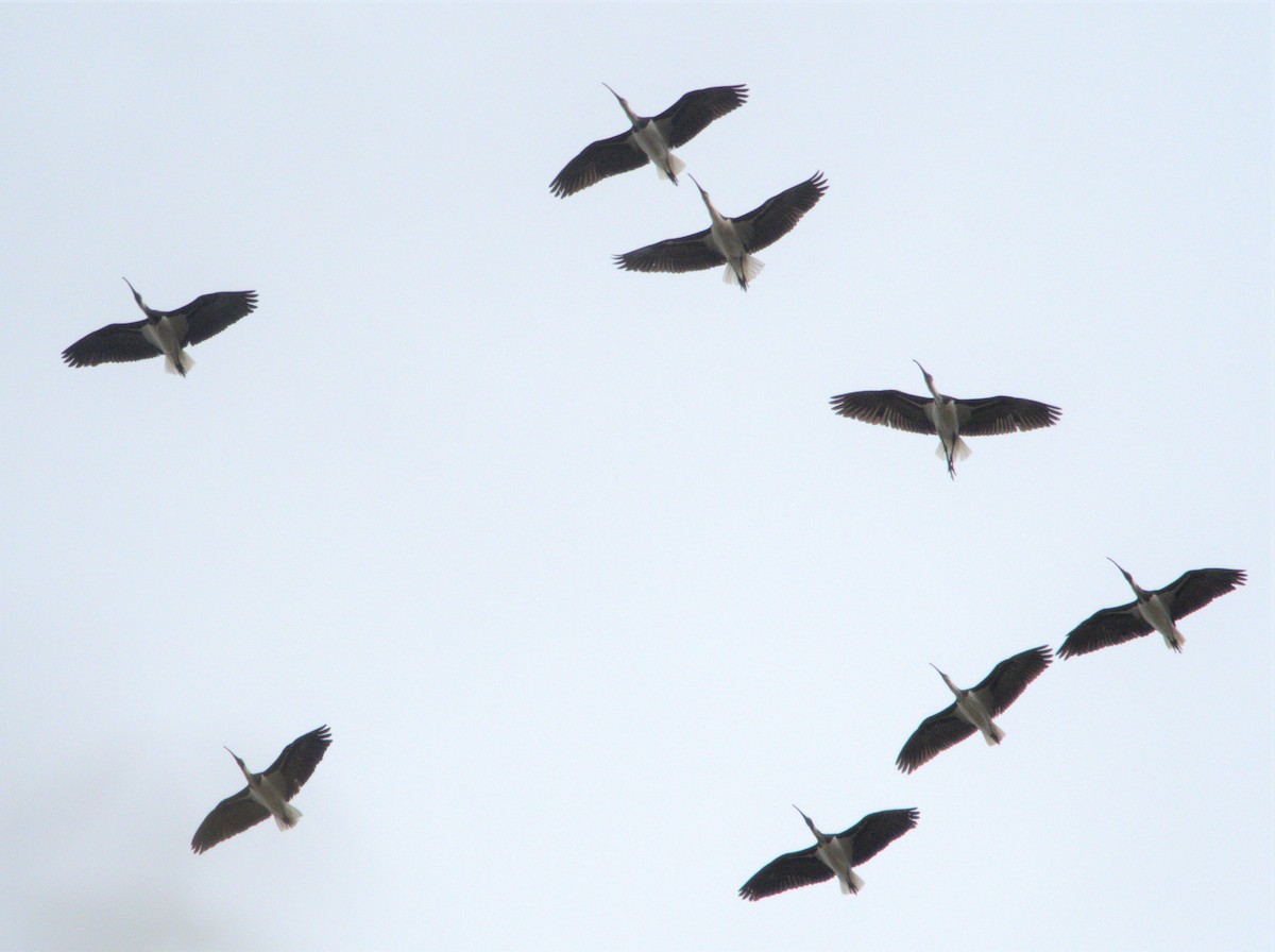 Straw-necked Ibis - hannah deau