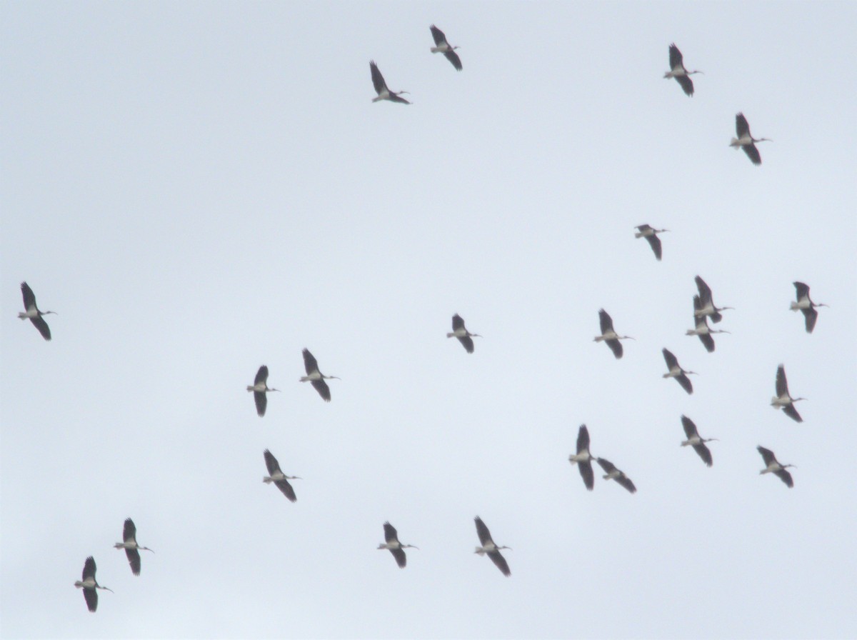 Straw-necked Ibis - hannah deau