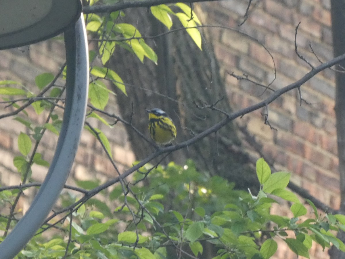 Magnolia Warbler - Luke Knutson