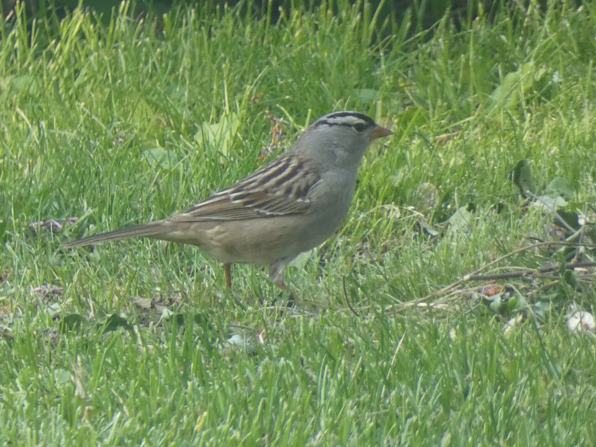 Bruant à couronne blanche - ML574253061