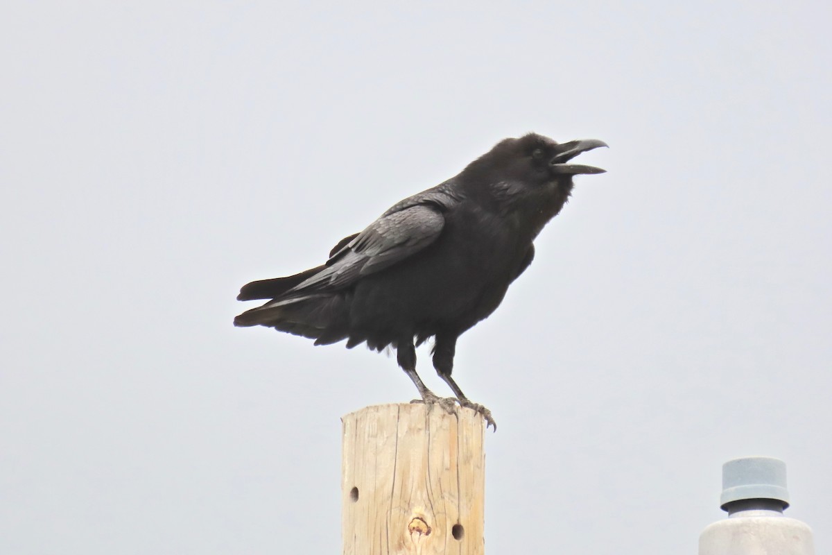 Common Raven - Terry Swope