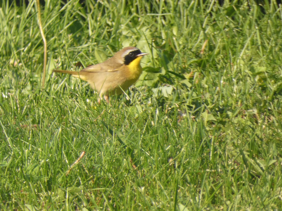 Paruline masquée - ML574253211