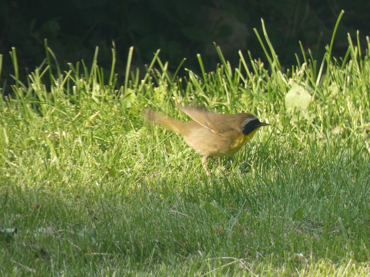 Paruline masquée - ML574253231