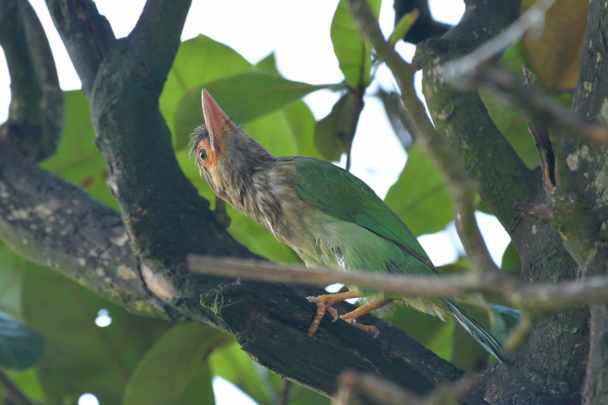 Brown-headed Barbet - Supaporn Teamwong