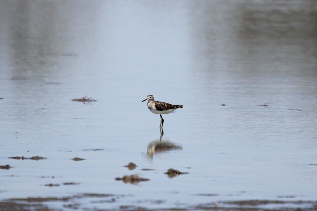 Wood Sandpiper - Jon Spicer-Bell