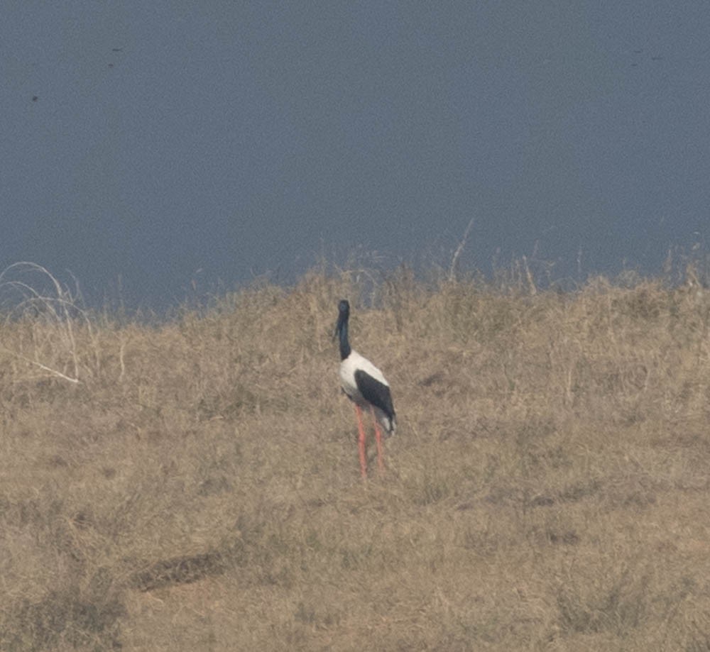 Black-necked Stork - Lindy Fung