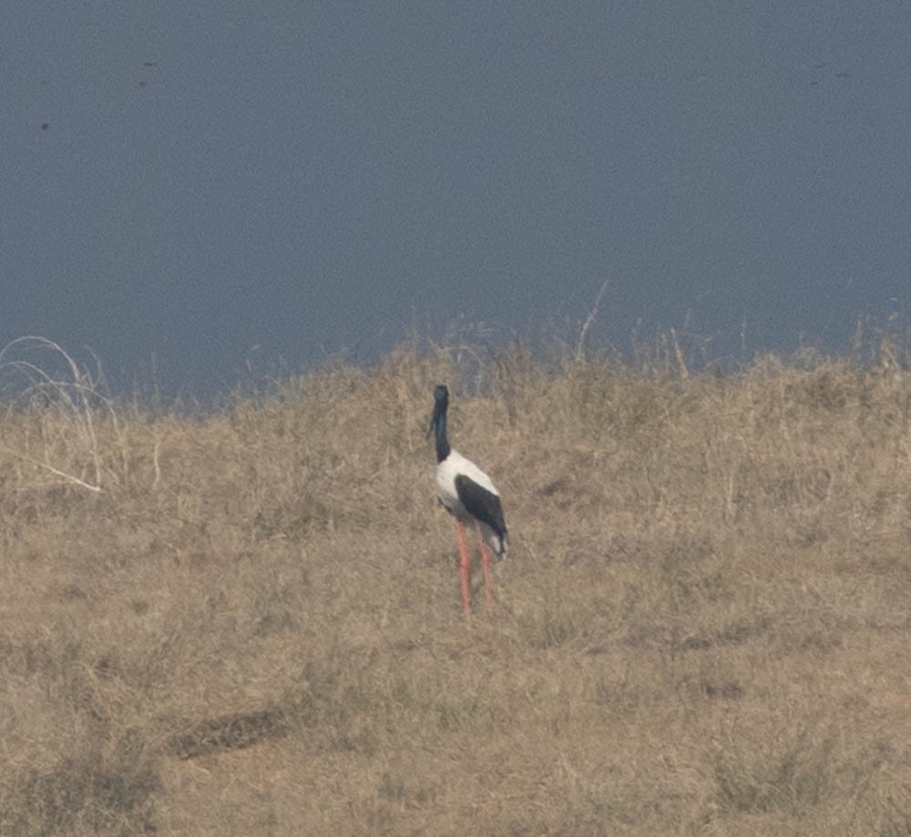 Jabiru d'Asie - ML574254031