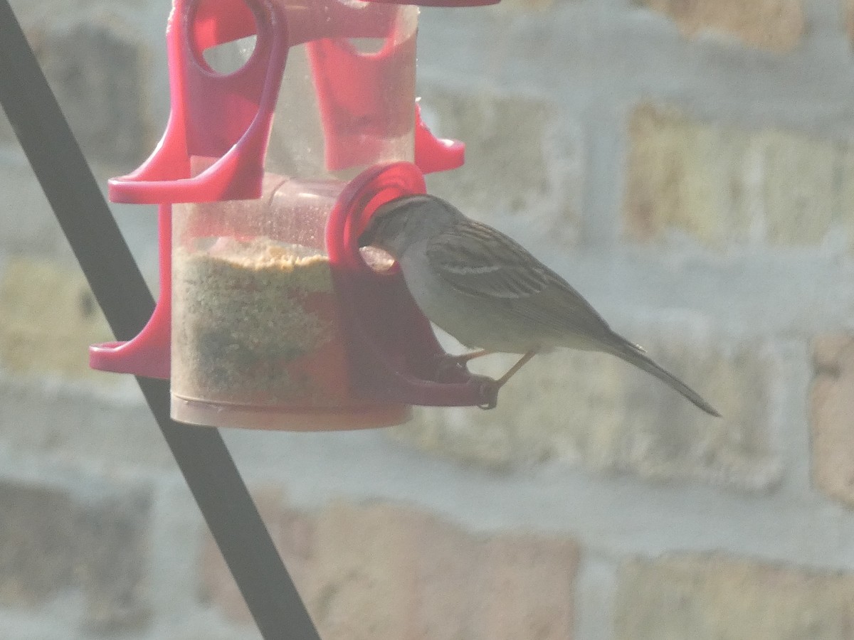 Chipping Sparrow - ML574254051