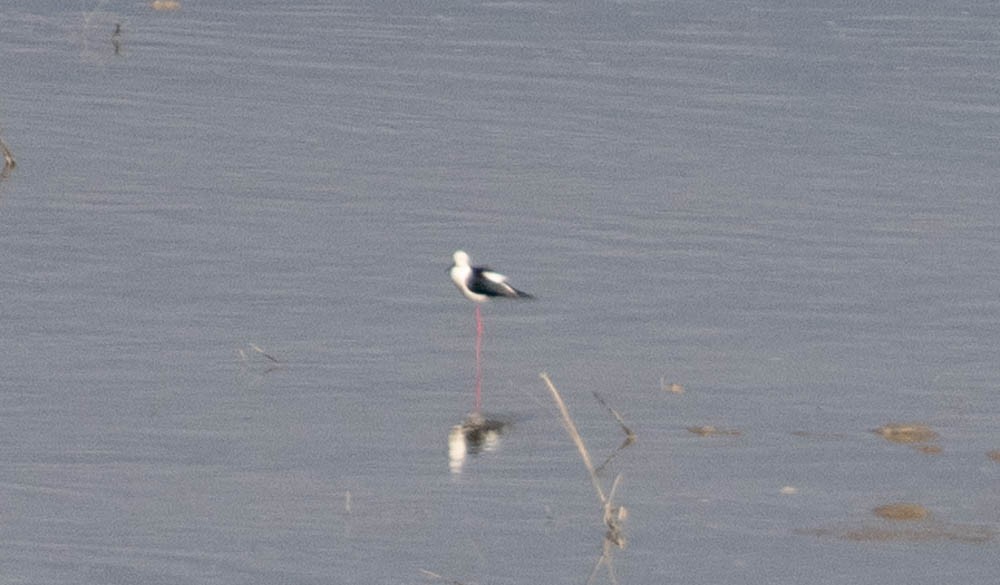 Black-winged Stilt - ML574254101