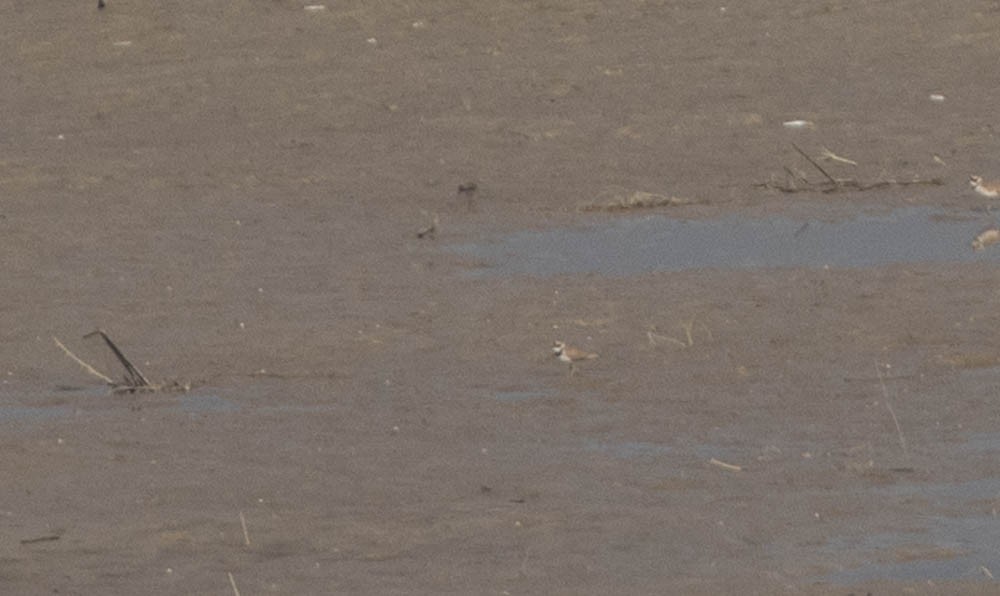 Little Ringed Plover - ML574254241