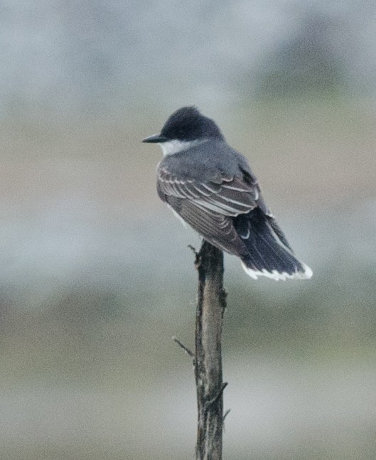 Eastern Kingbird - Alix d'Entremont