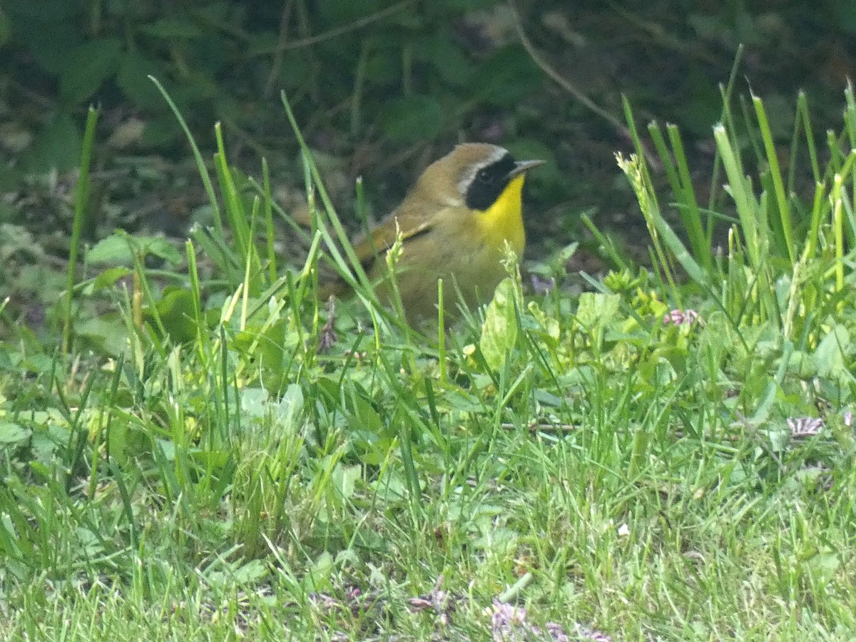 Common Yellowthroat - ML574254781