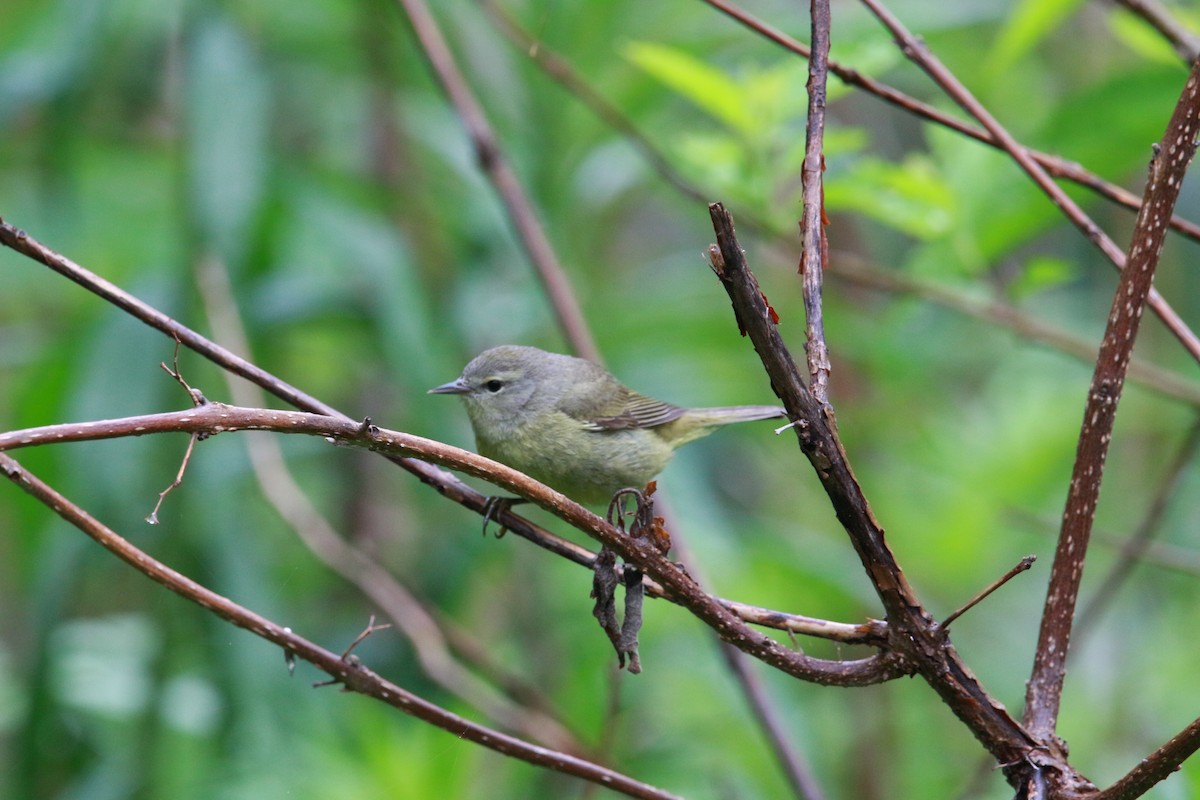 Orange-crowned Warbler - Jesse Pline