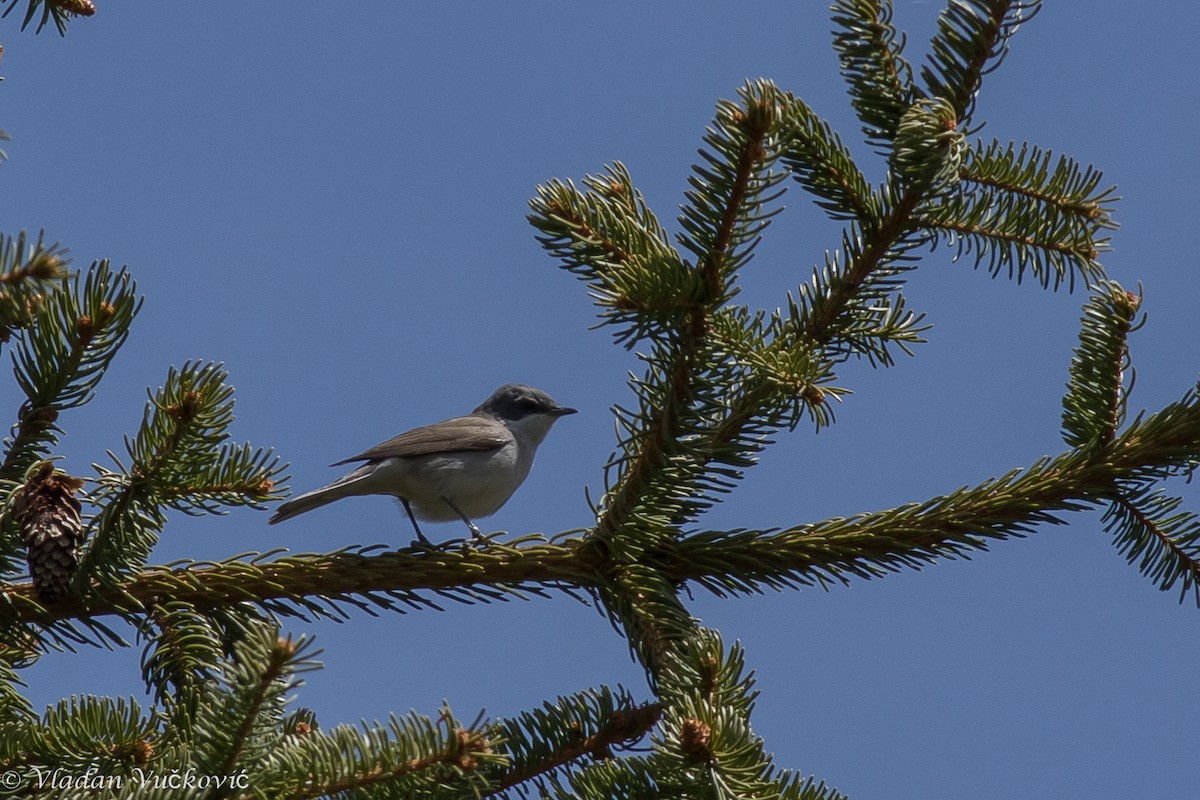 Lesser Whitethroat (Lesser) - ML57425851