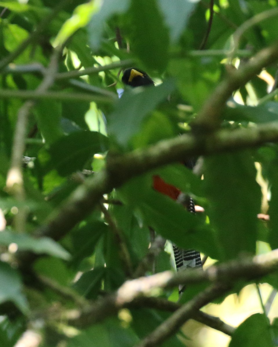 Collared Trogon - ML574258581