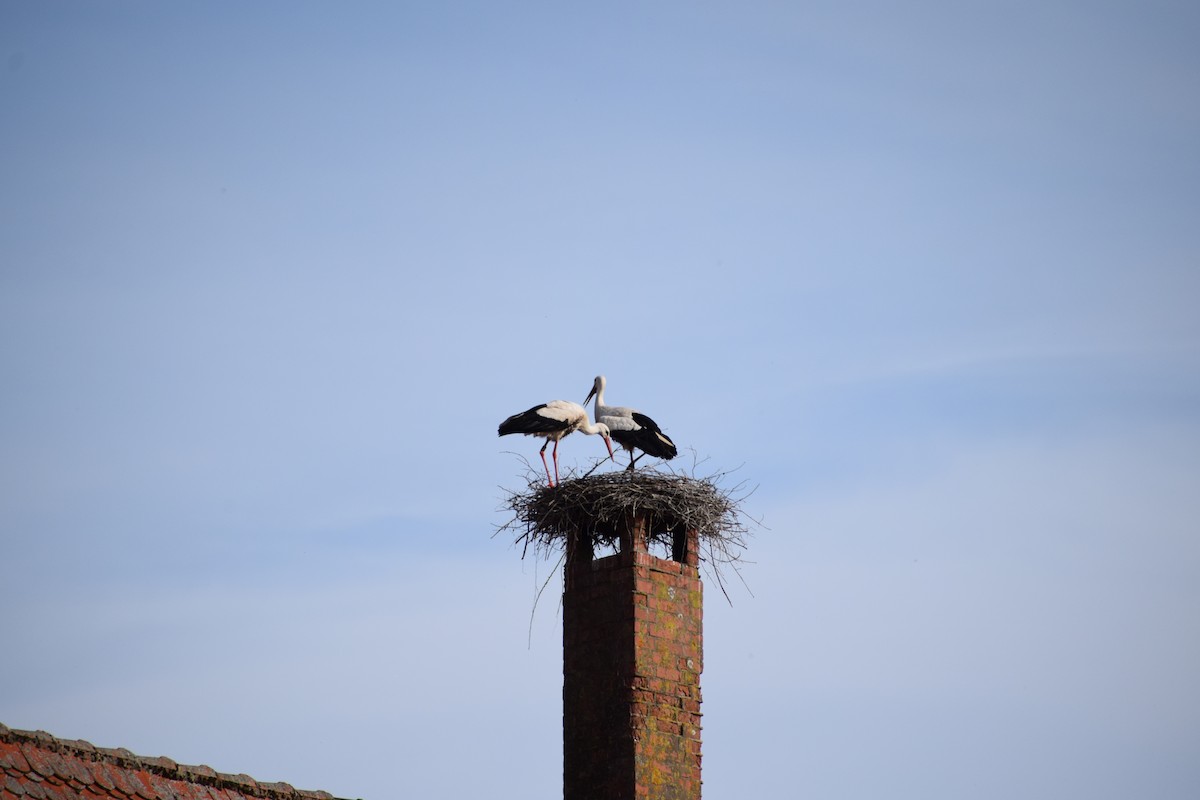 White Stork - Pamela Carney