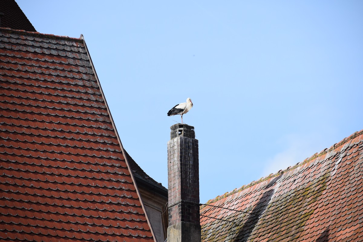 White Stork - Pamela Carney