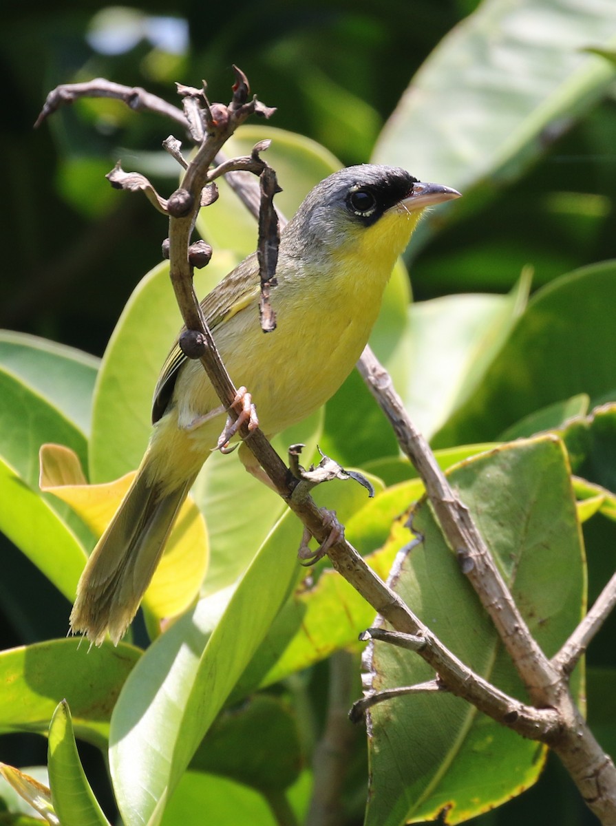 Gray-crowned Yellowthroat - ML574259581