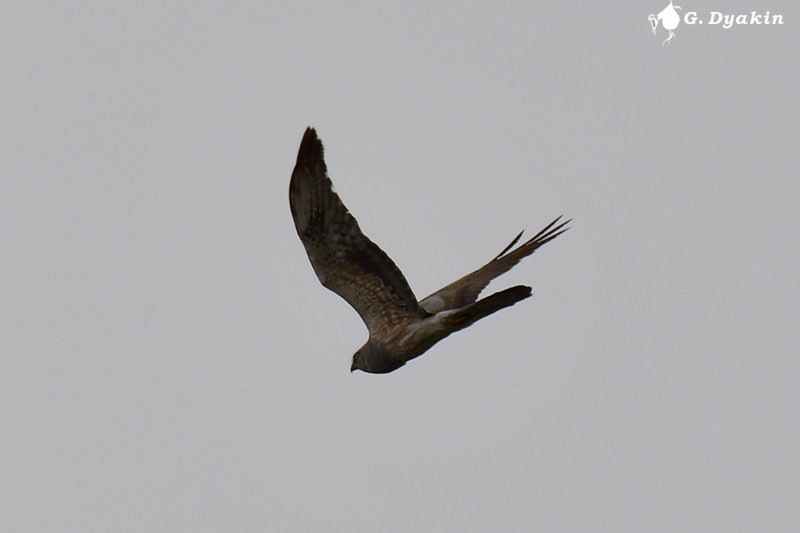 Montagu's Harrier - Gennadiy Dyakin