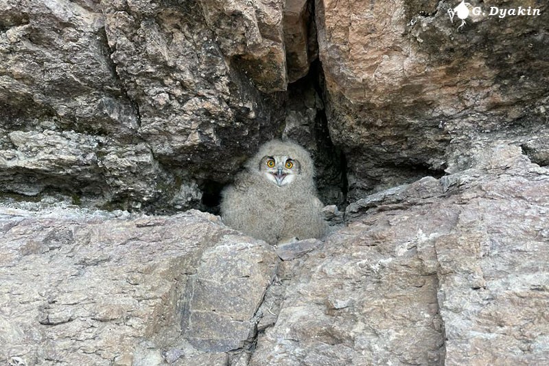 Eurasian Eagle-Owl - ML574260691