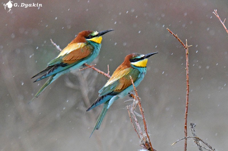 European Bee-eater - ML574260751